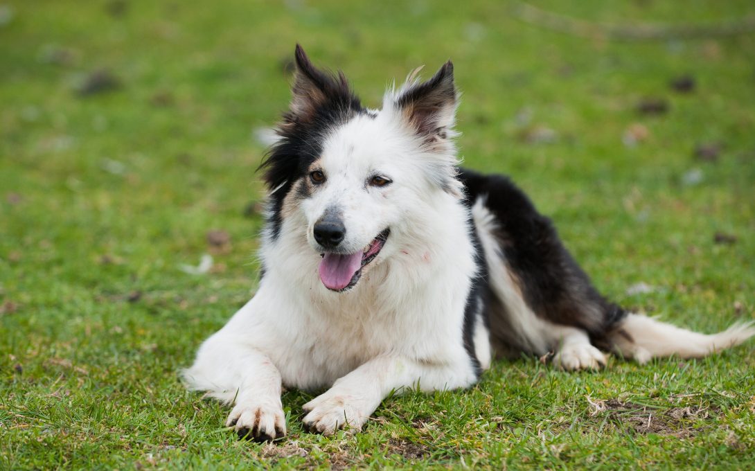 Caherconnell Sheepdog