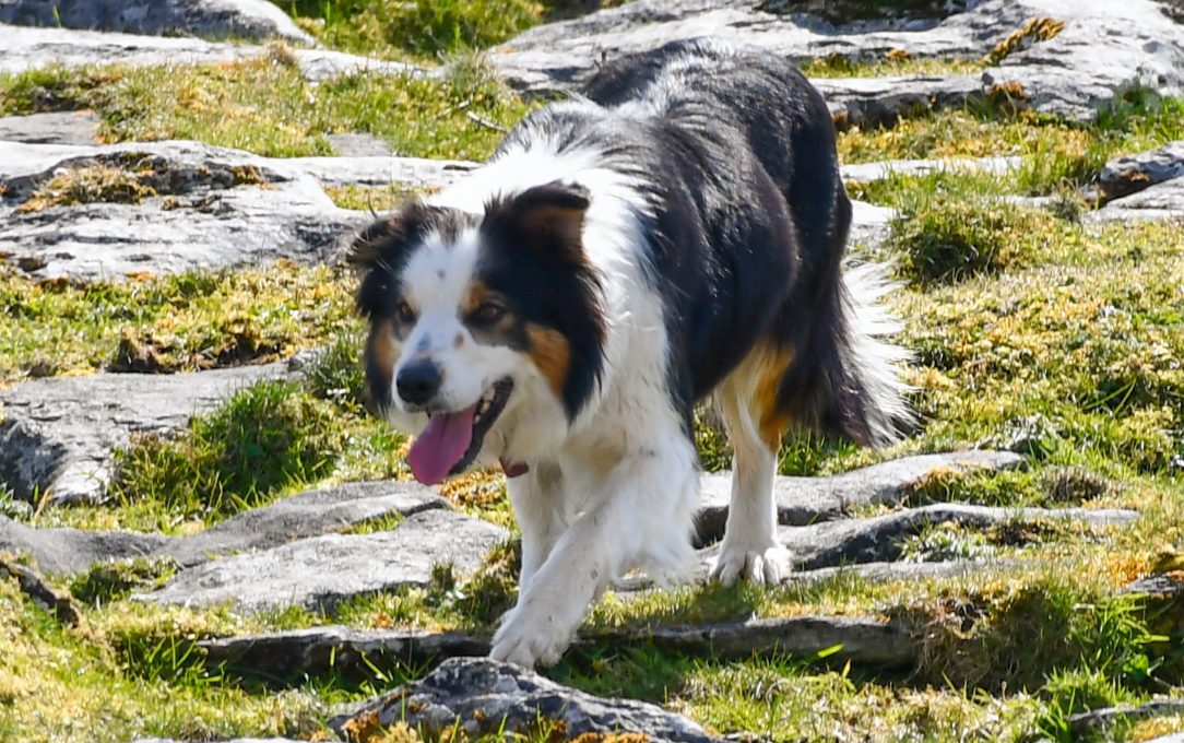 Irish Working Sheepdogs