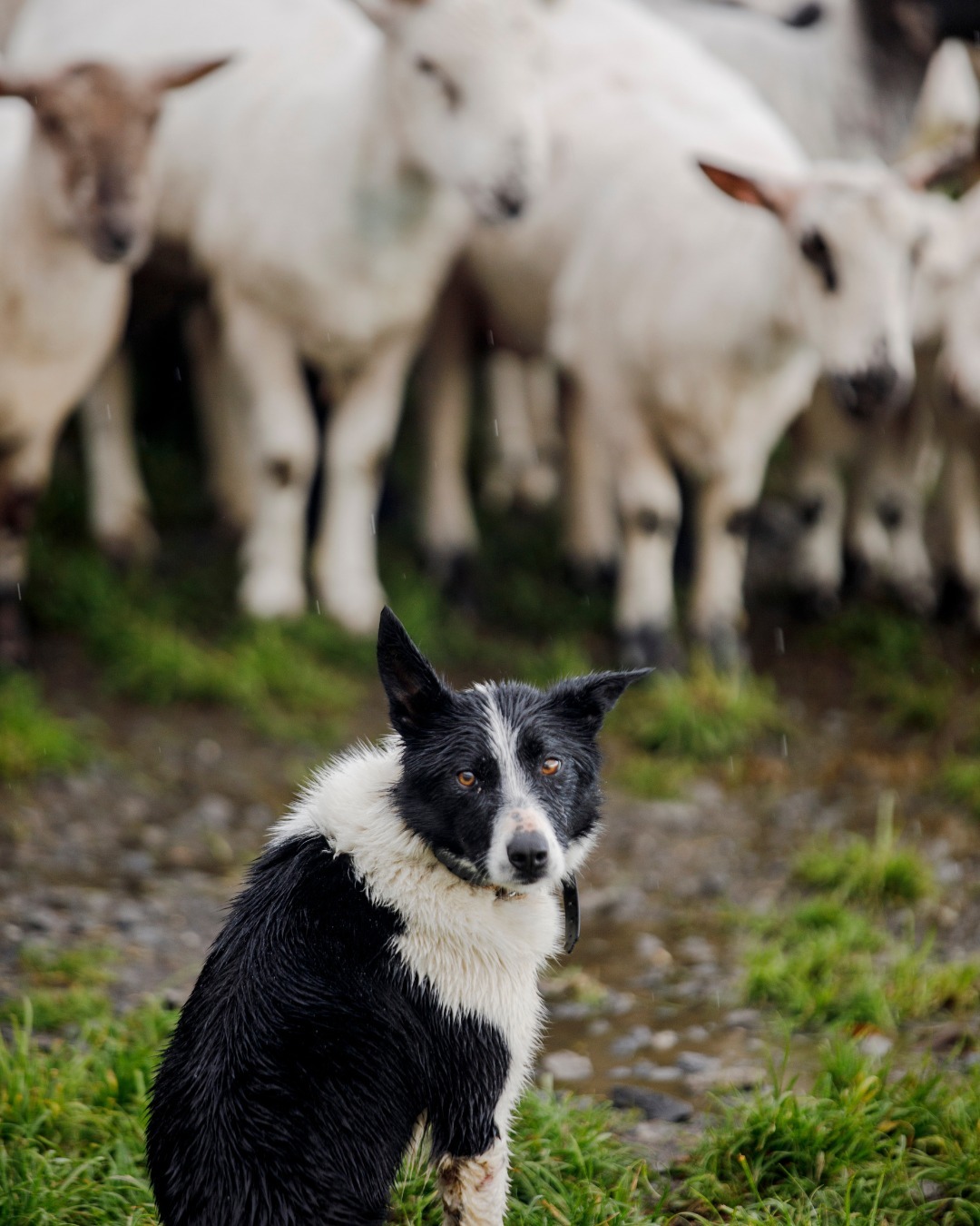 Irish Sheepdogs
