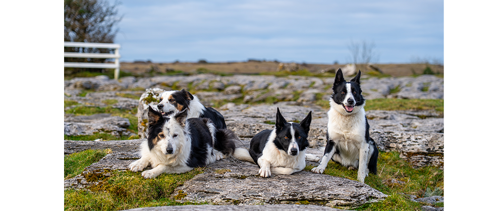 Irish Sheepdogs