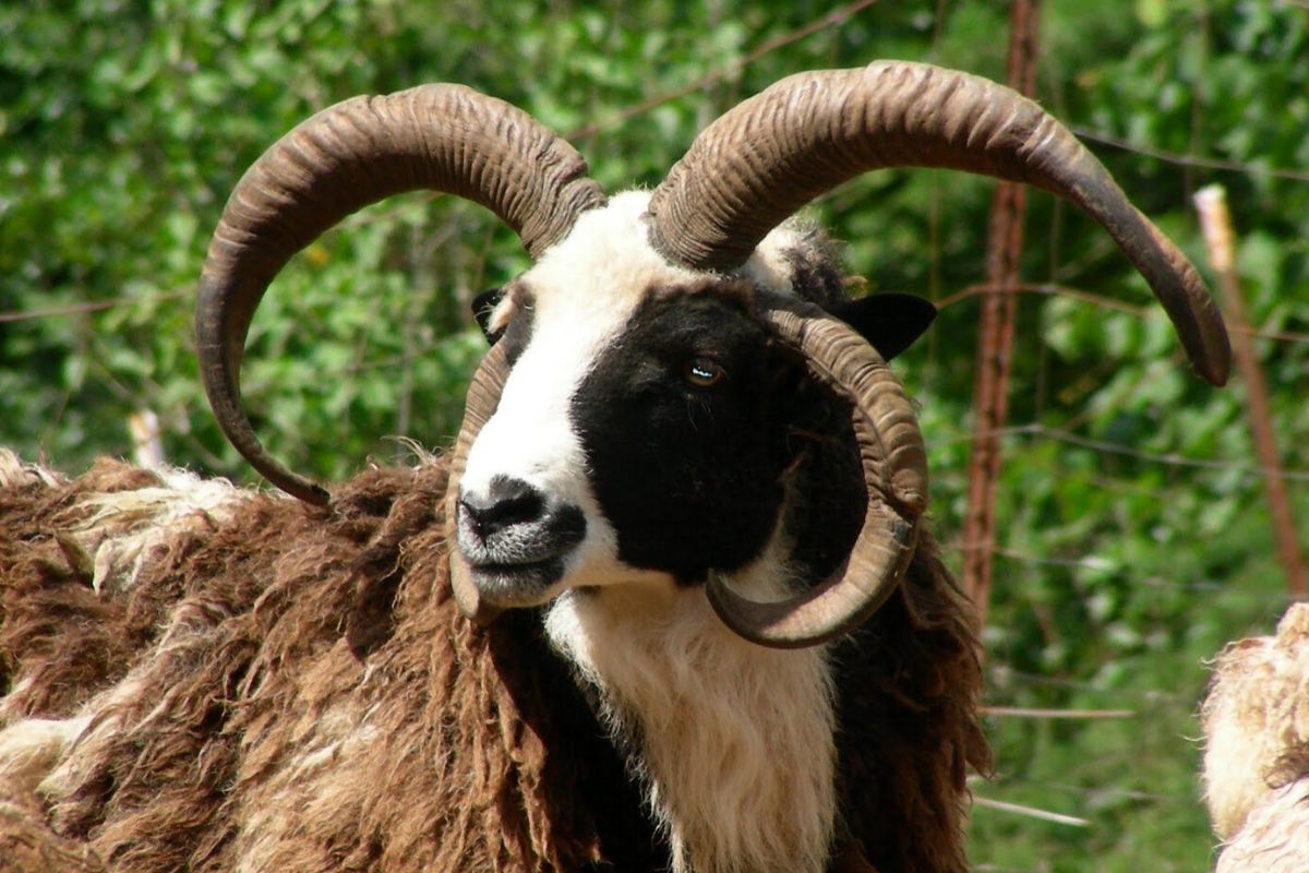 Jacob Sheep Breed