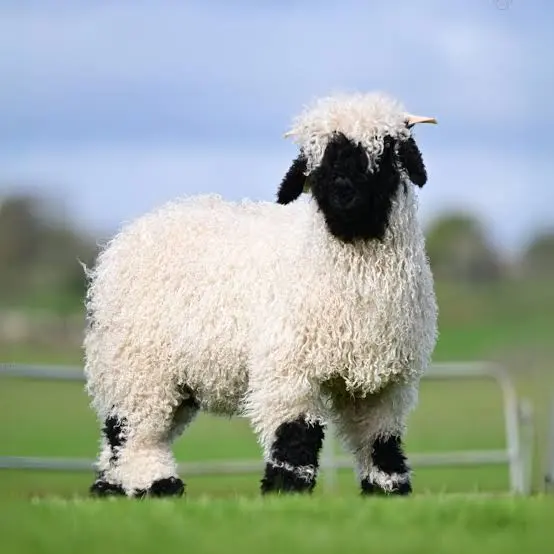 Valais Sheep Breed
