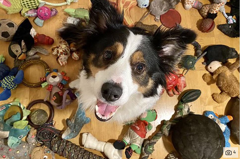 Smartest Dog Breed, border collie Ireland, Betsy - surrounded by her toys. 
