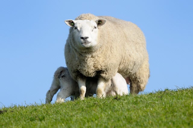 Suffolk Sheep Breed