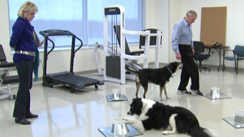 Service dog, medical detection dog in Lab. 