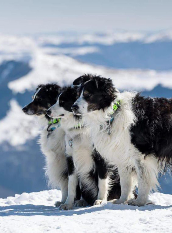 Mountain rescue dogs, search and rescue dogs.