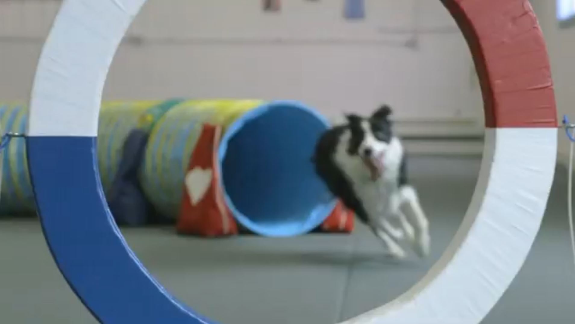 Therapy dog training and agility training